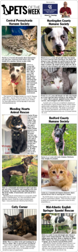 Pets of the Week July 25-26, 2026